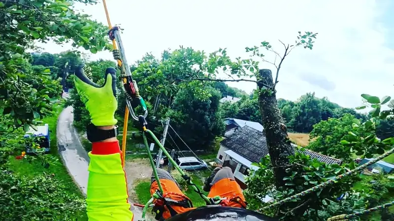 Alpinistyczna Wycinka Drzew | Dendrologia | Arborystyka | Kraków