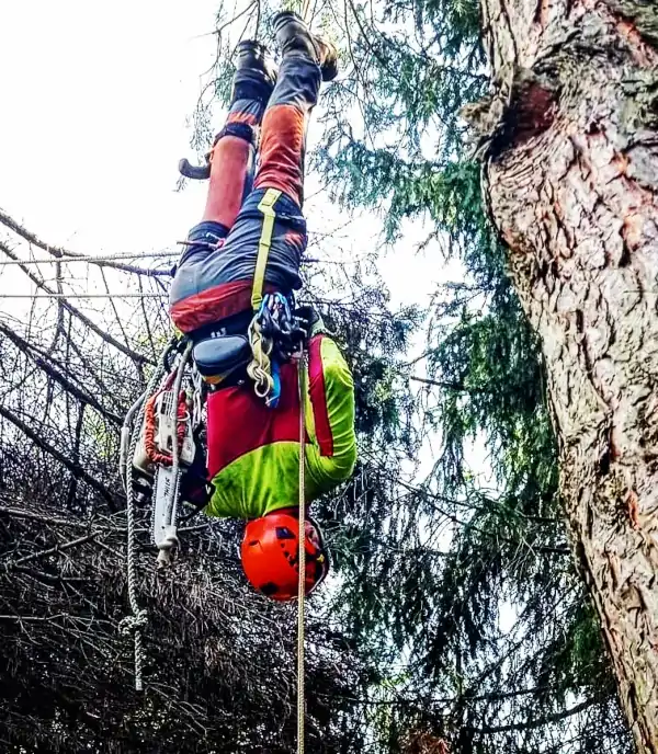 Alpinistyczna Wycinka Drzew | Dendrologia | Arborystyka | Kraków
