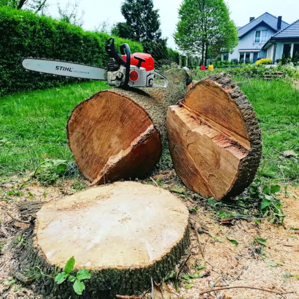 Wycinka Drzew Owocowych | Dendrologia | Arborystyka | Kraków