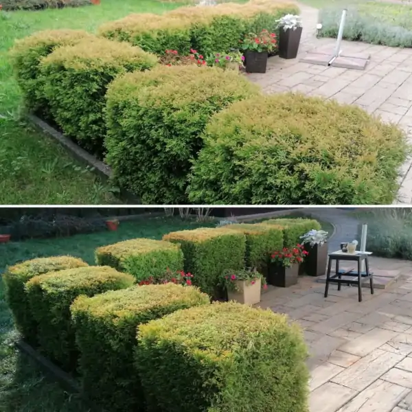 Pielęgnacja zieleni posesja działka krakow krzewy żywopłot