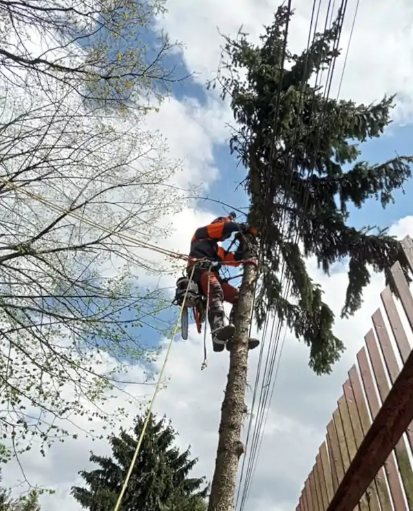 Pielęgnacja zieleni wysokiej Kraków | Dendrologia | Arborystyka