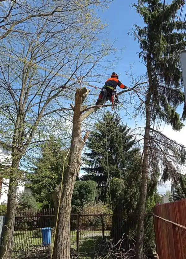 Ogrody Marzeń po ścięciu