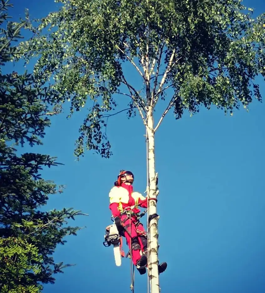 Wycinka Drzew | Dendrologia | Arborystyka