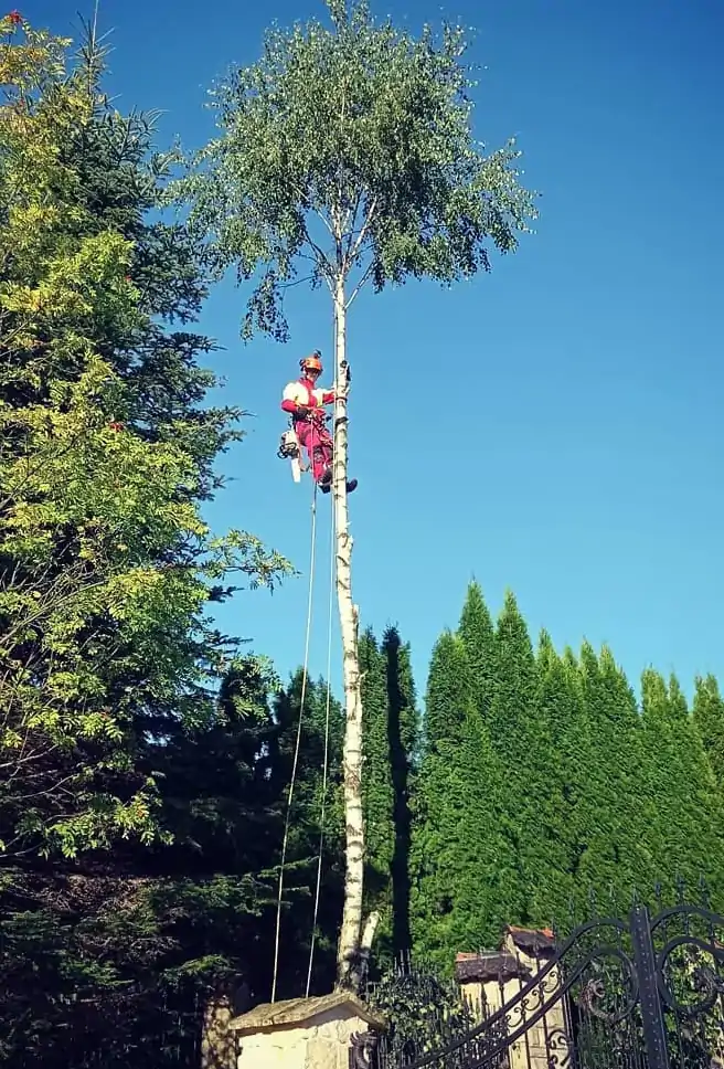Pielęgnacja zieleni wysokiej | Dendrologia | Arborystyka | Krzeszowice