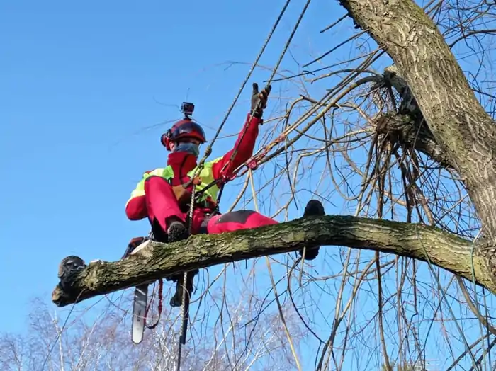 Wycinka Drzew | Dendrologia | Arborystyka | Malopolskie