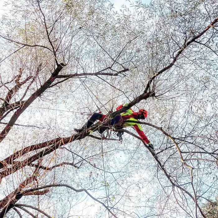 Wierzba | Wycinka Drzew | Arborystyka | Malopolska