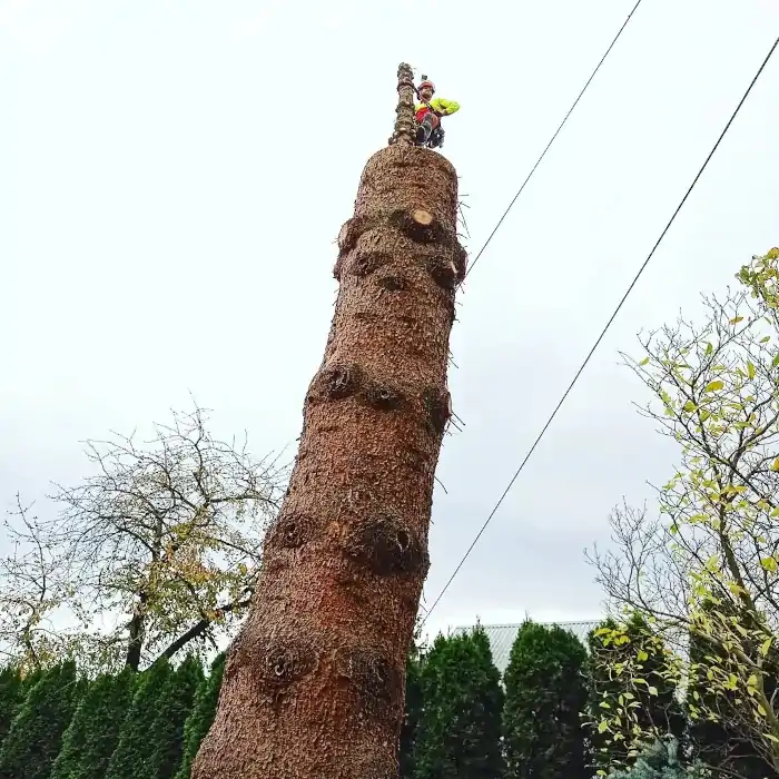 Picea pungens | Alpinistyczna Wycinka Drzew | Arborystyka | Kraków