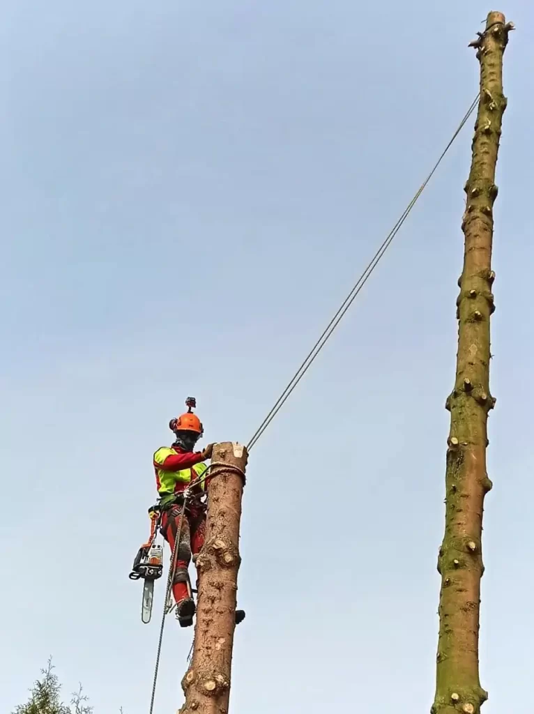Alpinistyczna Wycinka Drzew | Dendrologia | Arborystyka