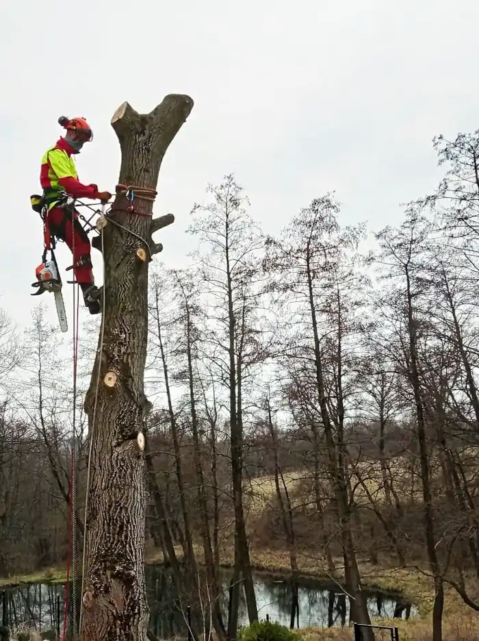 Alpinistyczna Wycinka Drzew | Dendrologia | Arborystyka | Kraków
