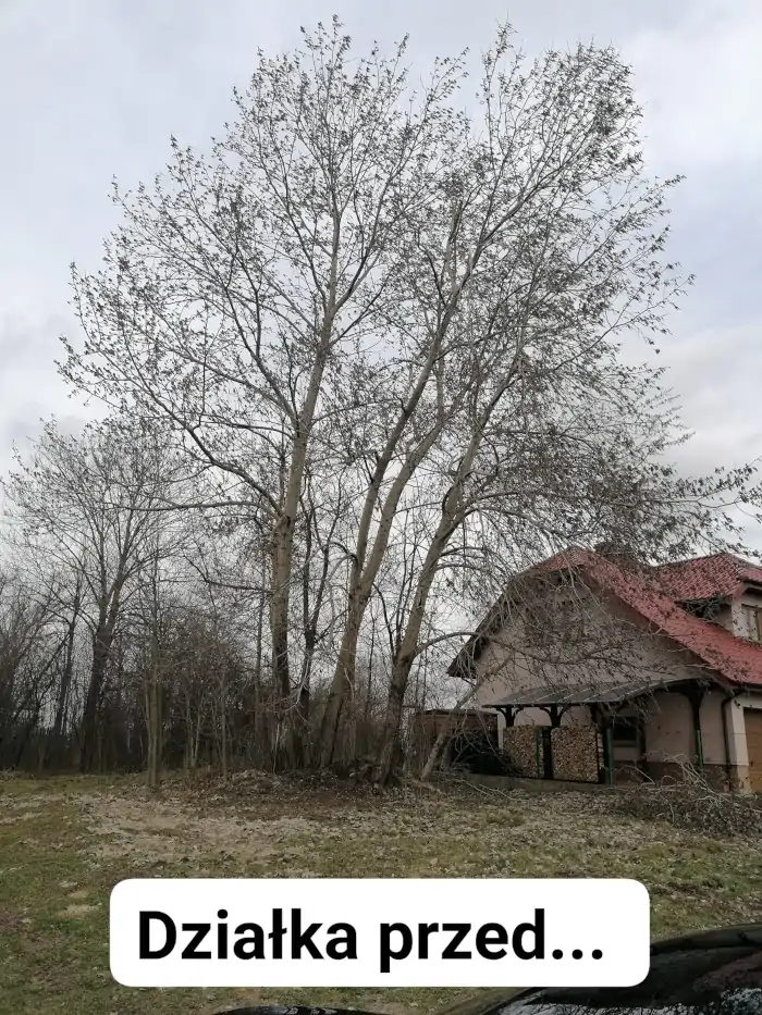 usługi arborystyczne dla firm i instytucji publicznych