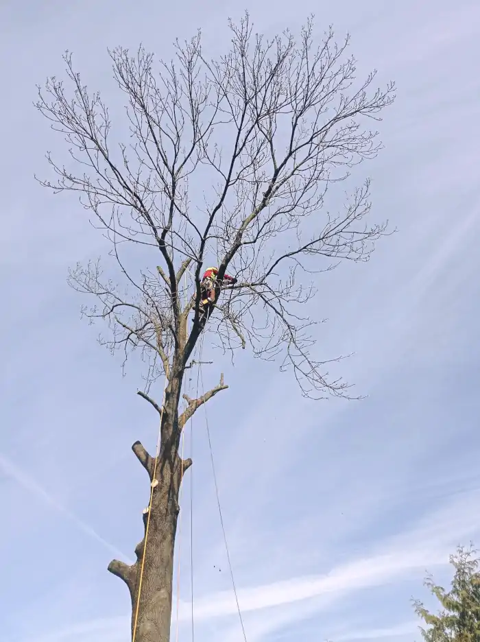 Jesion Treework F&F | Arborystyka | Kraków