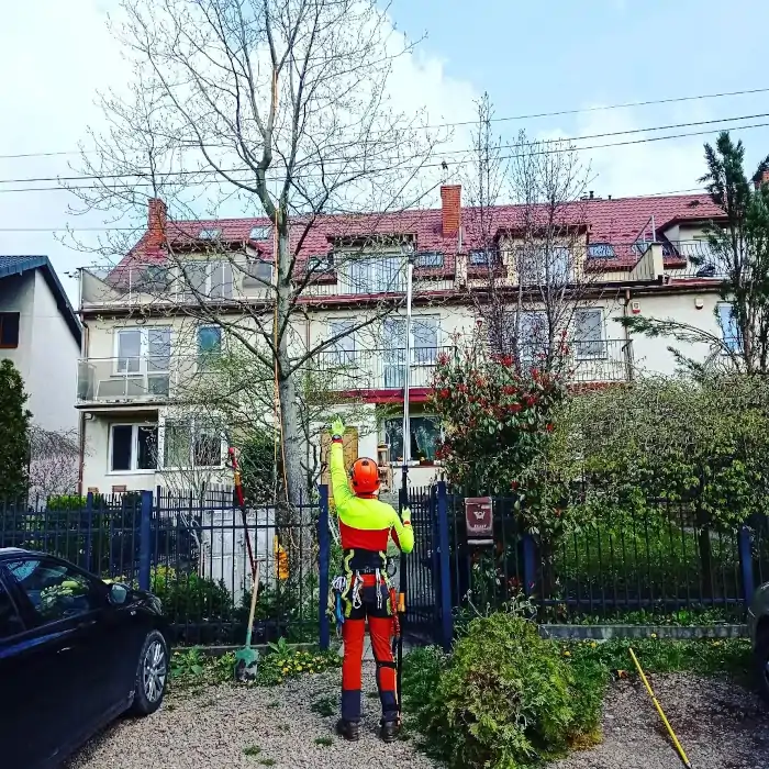 Alpinistyczna Wycinka Drzew | Dendrologia | Arborystyka | Kraków