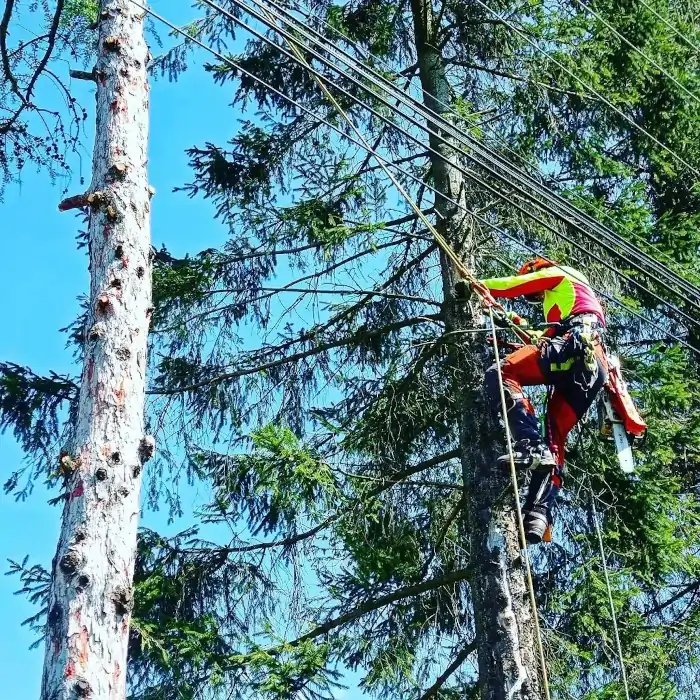 Świerki Alpinistyczna Wycinka Drzew | Dendrologia