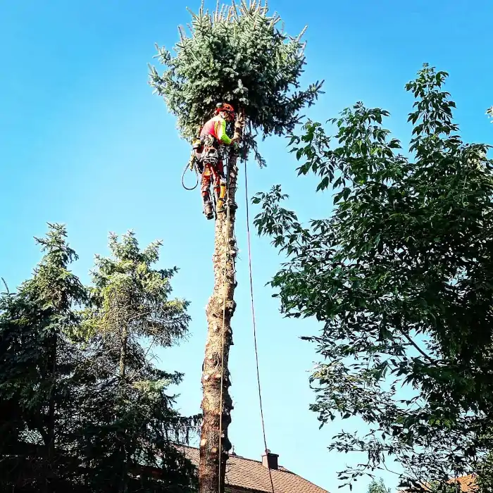 Alpinistyczna Wycinka Drzew | Dendrologia | Arborystyka | Kraków