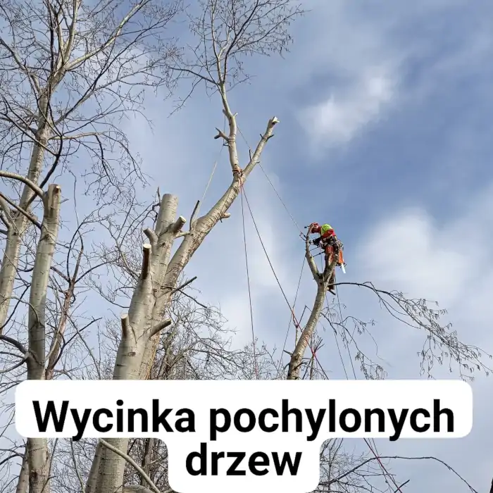 Dendrologicznie usługi arborystyczne dla klientów, firm i instytucji publicznych