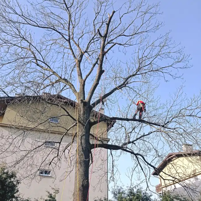Treework F&F | Wycinka Drzew | Dendrologia | Arborystyka | Kraków