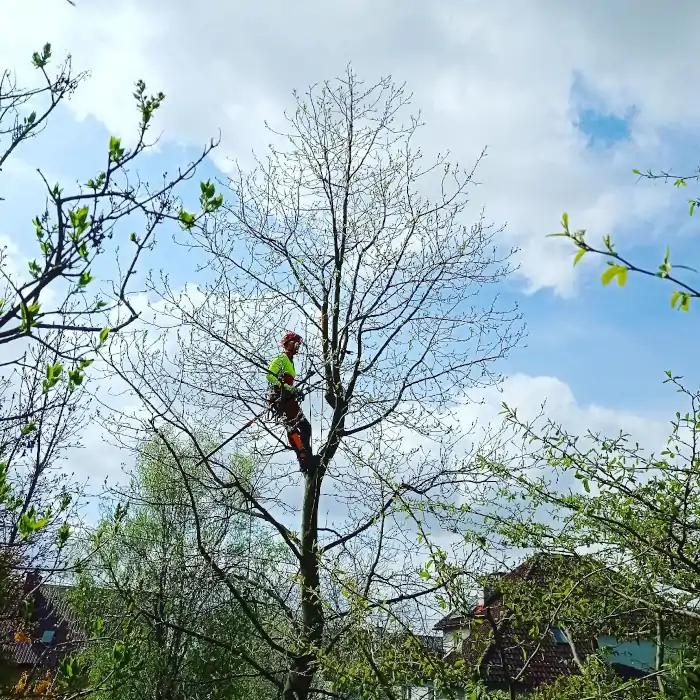 Tulipanowiec Alpinistyczna Wycinka Drzew Kraków