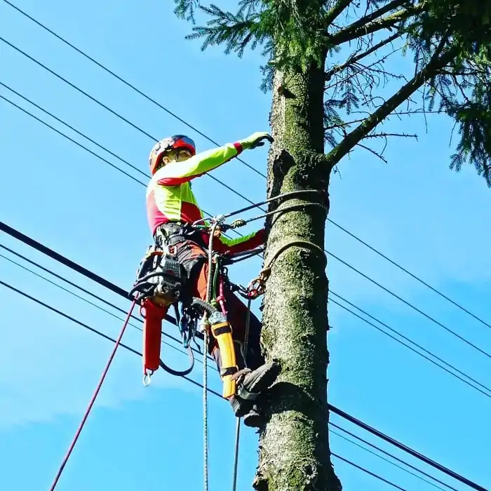 Praca na wysokości przy alpinistycznej wycięcie drzew w niepołomicach
