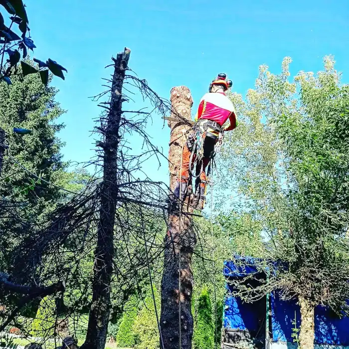 Alpinistyczna Wycinka Drzew | Dendrologia | Arborystyka | Kraków