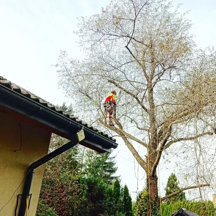 Wierzba | Wycinka Drzew | Dendrologia | Arborystyka | Nowy Sącz