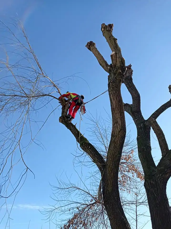 Alpinistyczna Wycinka Drzew | Dendrologia | Arborystyka | Malopolskie
