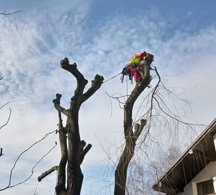 Alpinistyczna Wycinka Drzew | Dendrologia | Arborystyka | Kraków