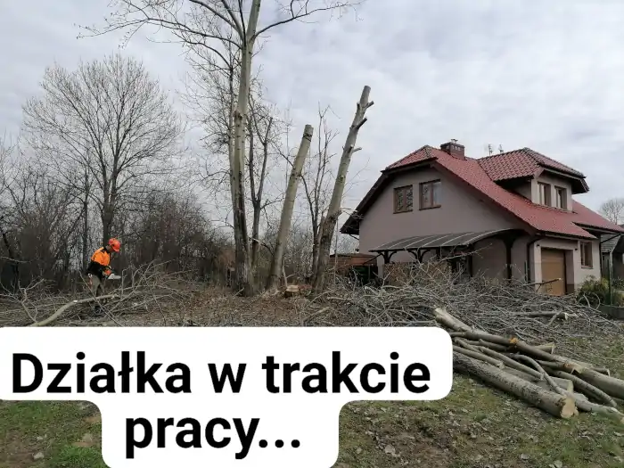 Dendrologicznie usługi arborystyczne dla klientów, firm i instytucji publicznych