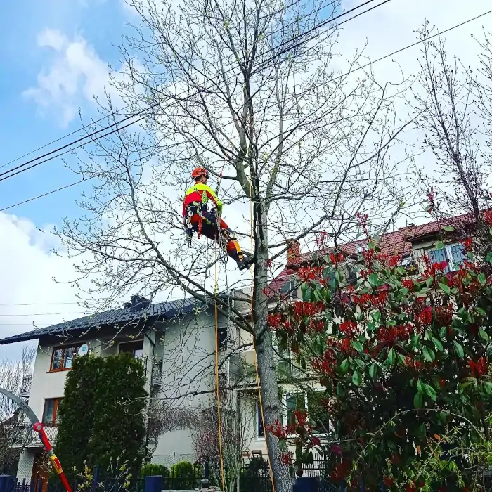 Wycinka Drzew | Arborystyka | Kraków