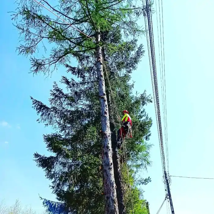 Treework F&F | Wycinka Drzew | Dendrologia | Arborystyka | Kraków