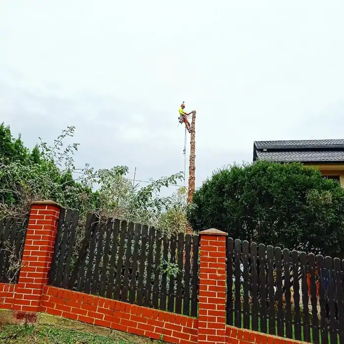 Alpinistyczna Wycinka Drzew | Dendrologia | Arborystyka | Kraków