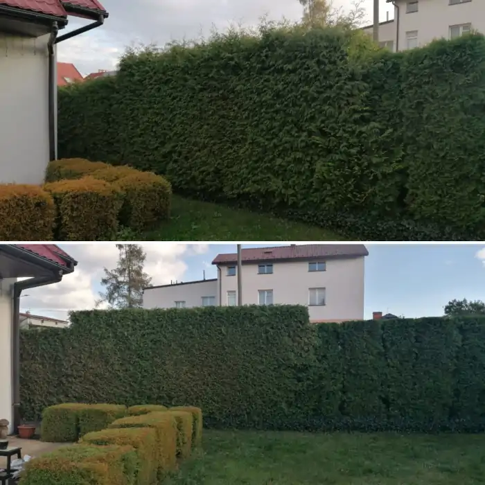 Pielęgnacja zieleni posesja działka krakow krzewy żywopłot