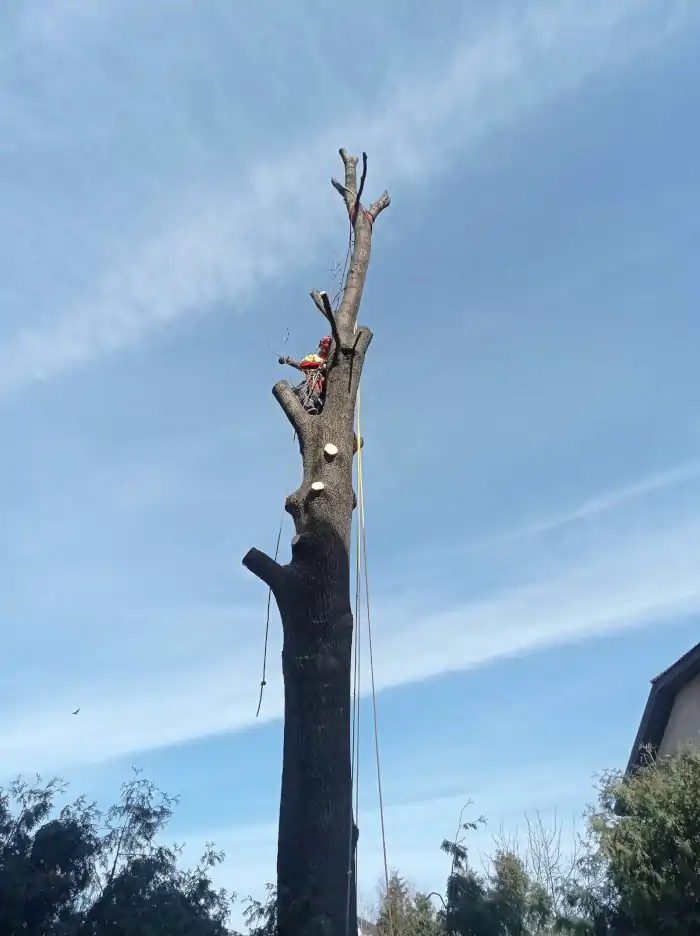 Alpinistyczna Wycinka Drzew | Arborystyka | Kraków | Treework F&F