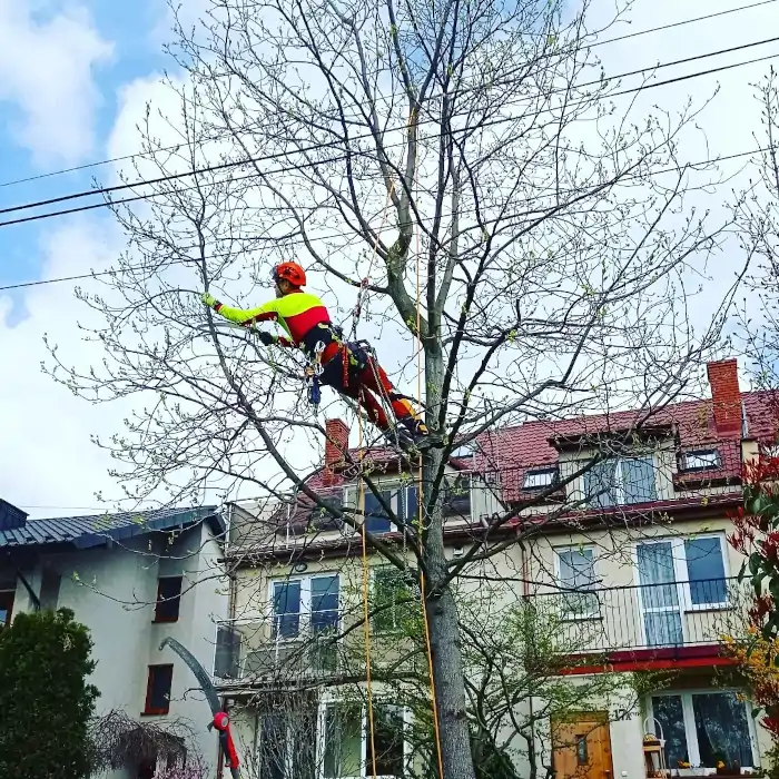 Alpinistyczna Wycinka Drzew | Dendrologia | Arborystyka