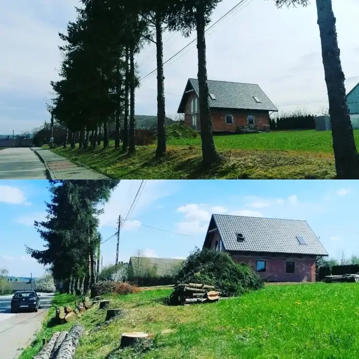 Alpinistyczna Wycinka Drzew | Dendrologia | Arborystyk