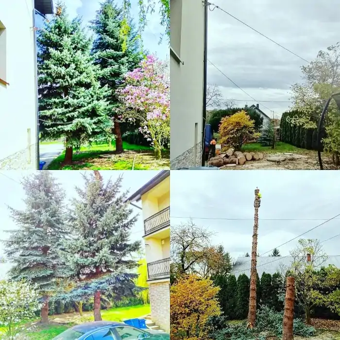 Picea pungens | Wycinka Drzew | Dendrologia | Kraków