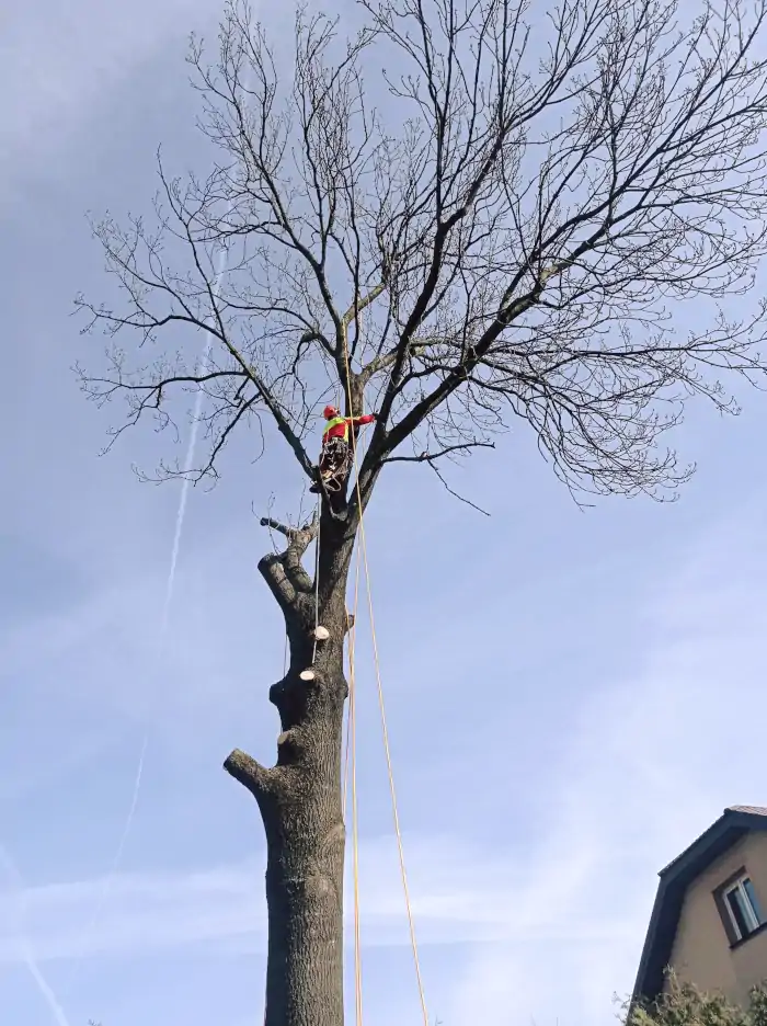 Dendrologicznie usługi arborystyczne dla klientów, firm i instytucji publicznych