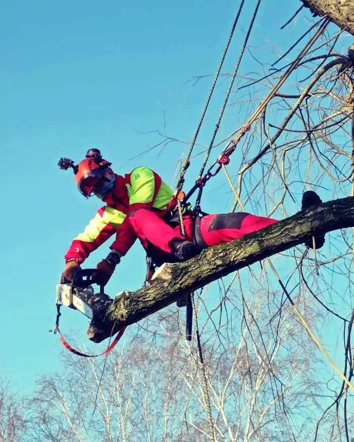 Alpinistyczna Wycinka Drzew | Dendrologia | Arborystyka | Niepołomice